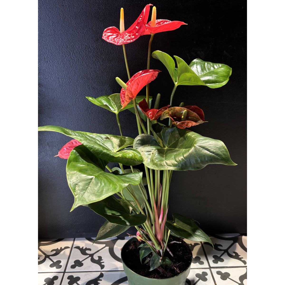 Saksı Anthurium Flamingo Çiçeği