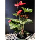Saksı Anthurium Flamingo Çiçeği