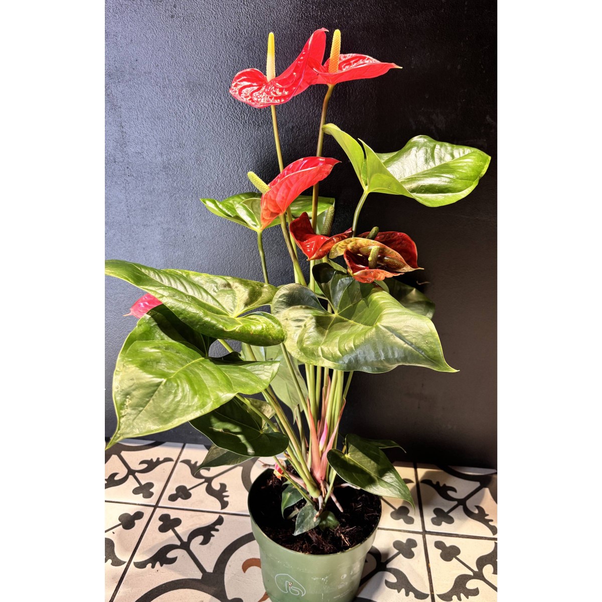 Saksı Anthurium Flamingo Çiçeği