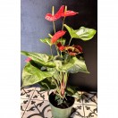 Saksı Anthurium Flamingo Çiçeği