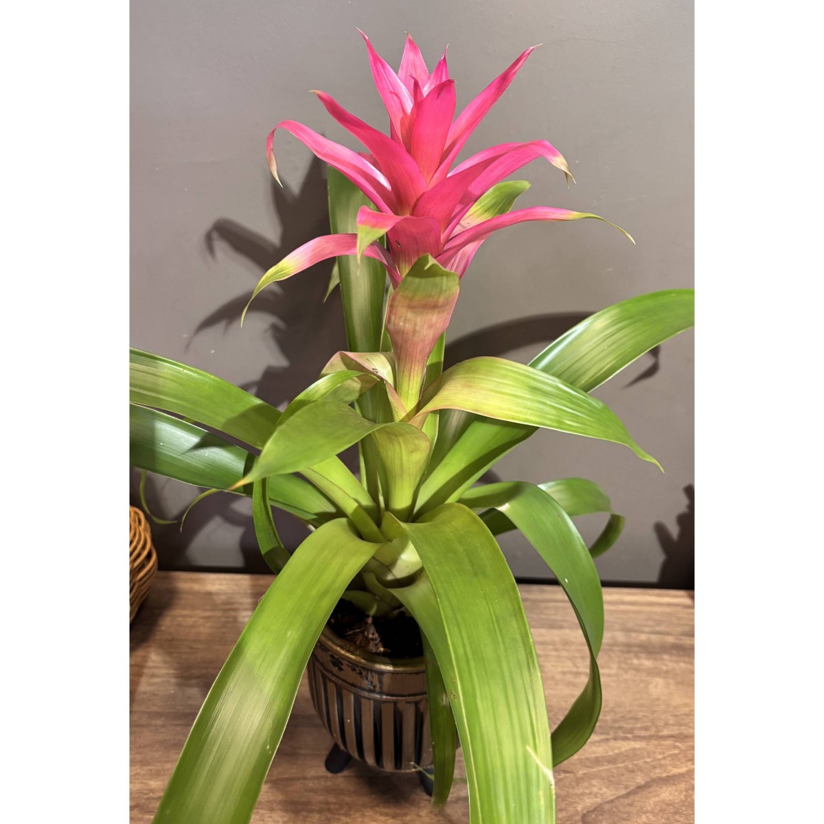 Saksı Guzmania
