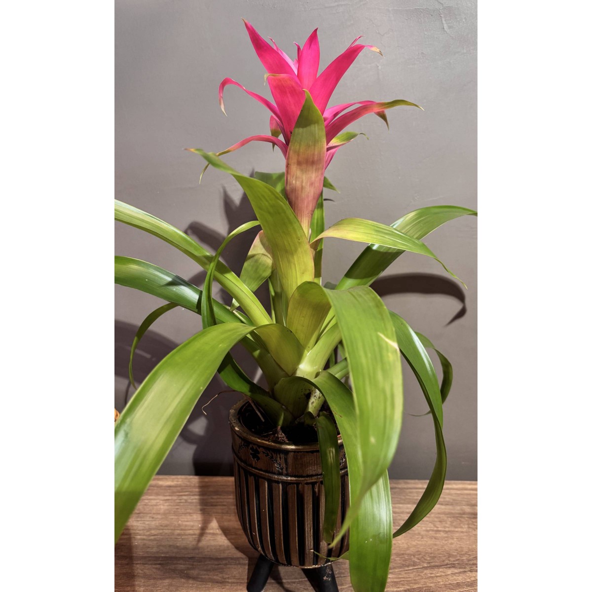 Saksı Guzmania
