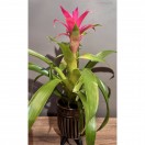 Saksı Anthurium Flamingo Çiçeği