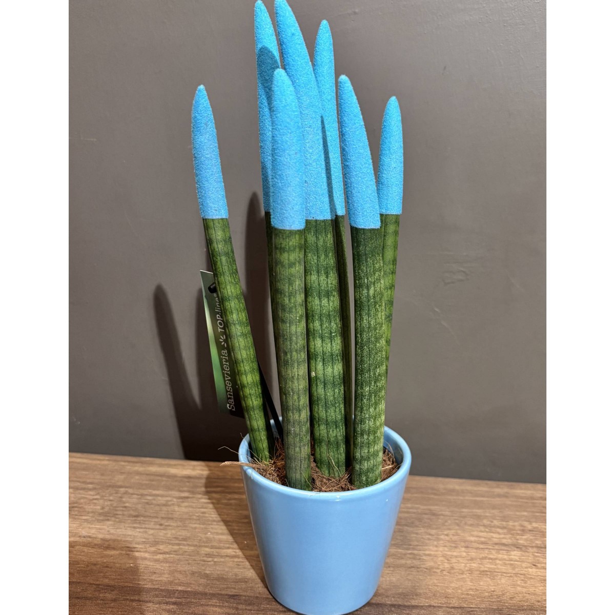 Saksı Sansevieria Paşa Kılıcı