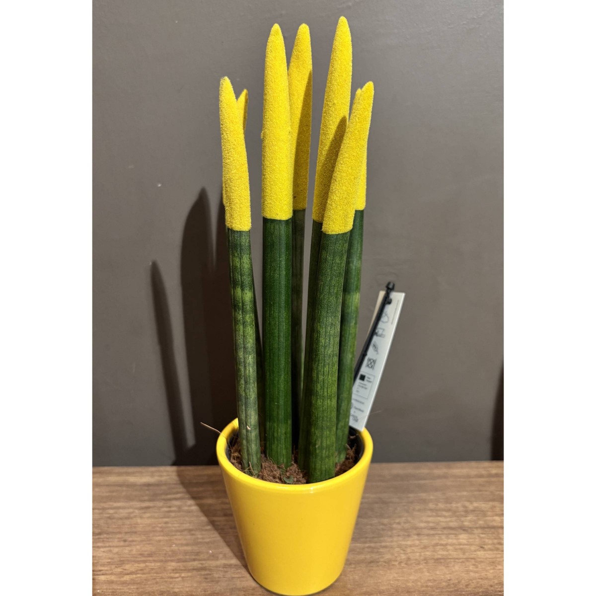 Saksı Sansevieria Paşa Kılıcı