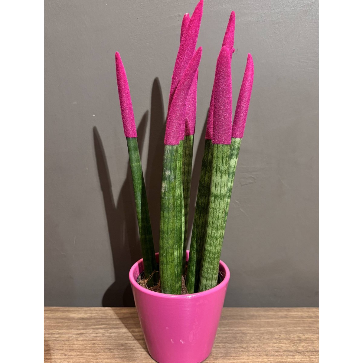 Saksı Sansevieria Paşa Kılıcı