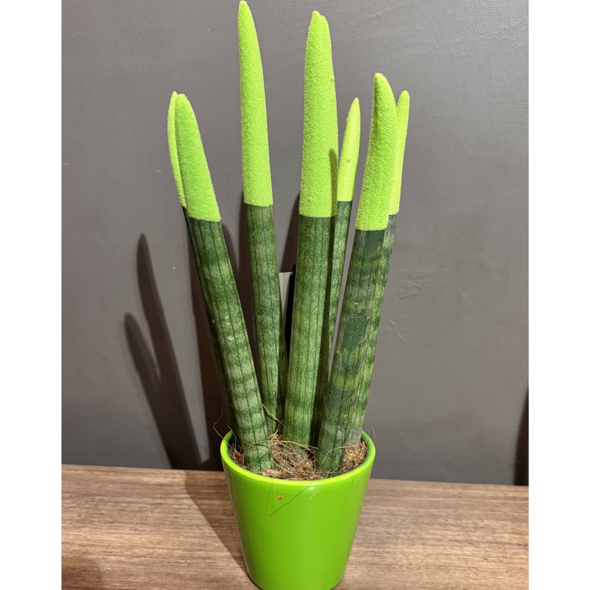 Saksı Sansevieria Paşa Kılıcı