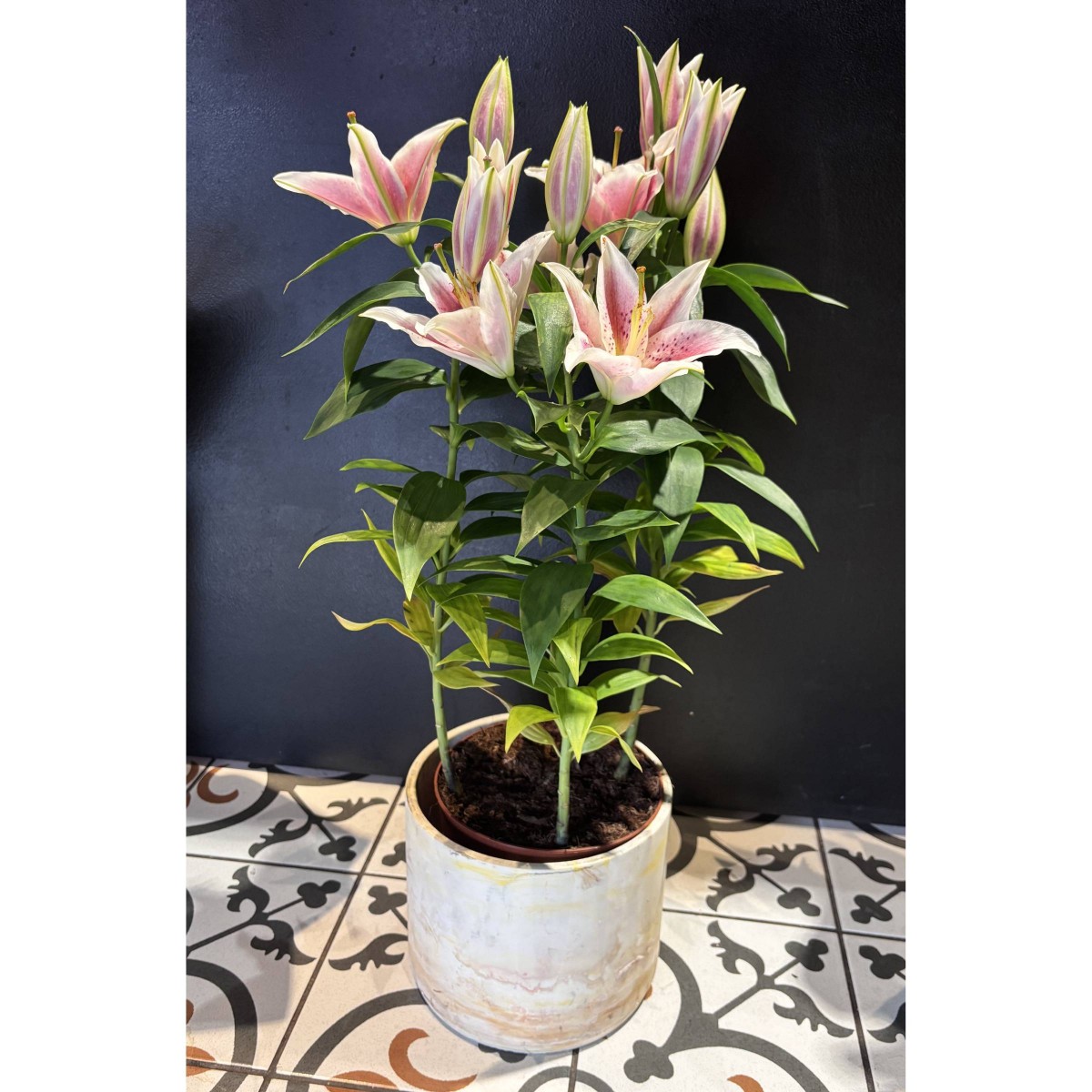 Saksı Zambak Lilium