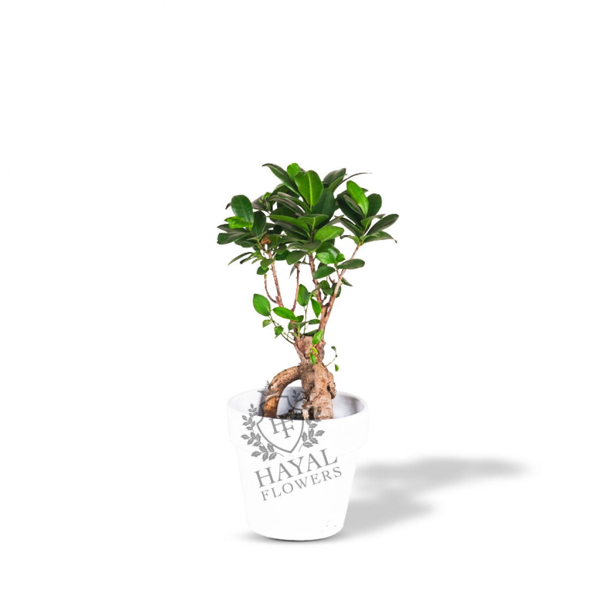Bonsai