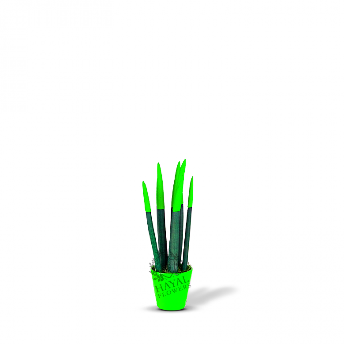 Yeşil Sanseveria