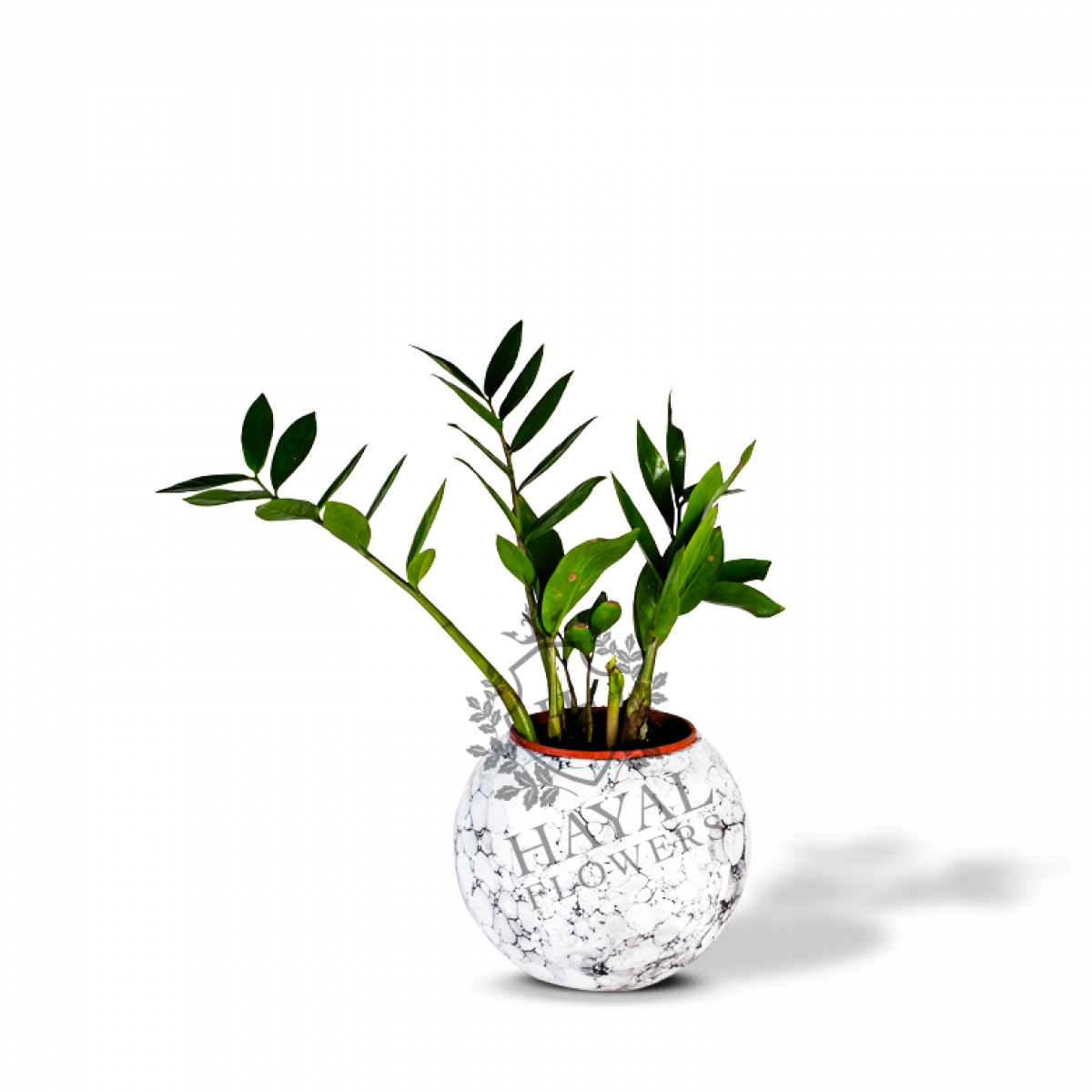 Zamia